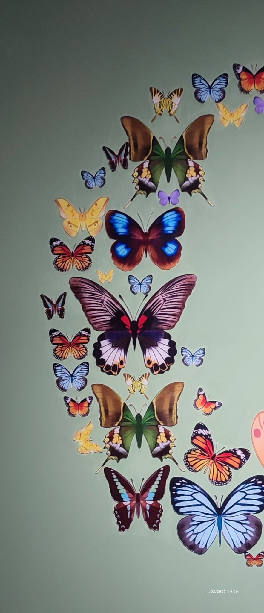 Opera 29